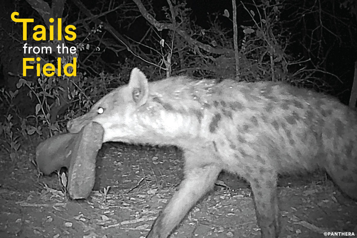 Camera trap image of a&nbsp;hyena&nbsp;with a boot in its mouth