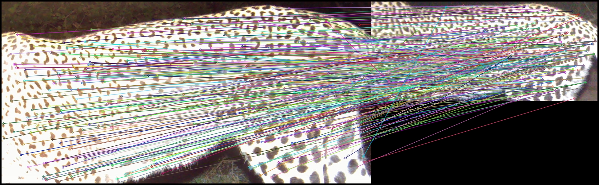 Panthera software compares two images of leopards, signaling a likely match