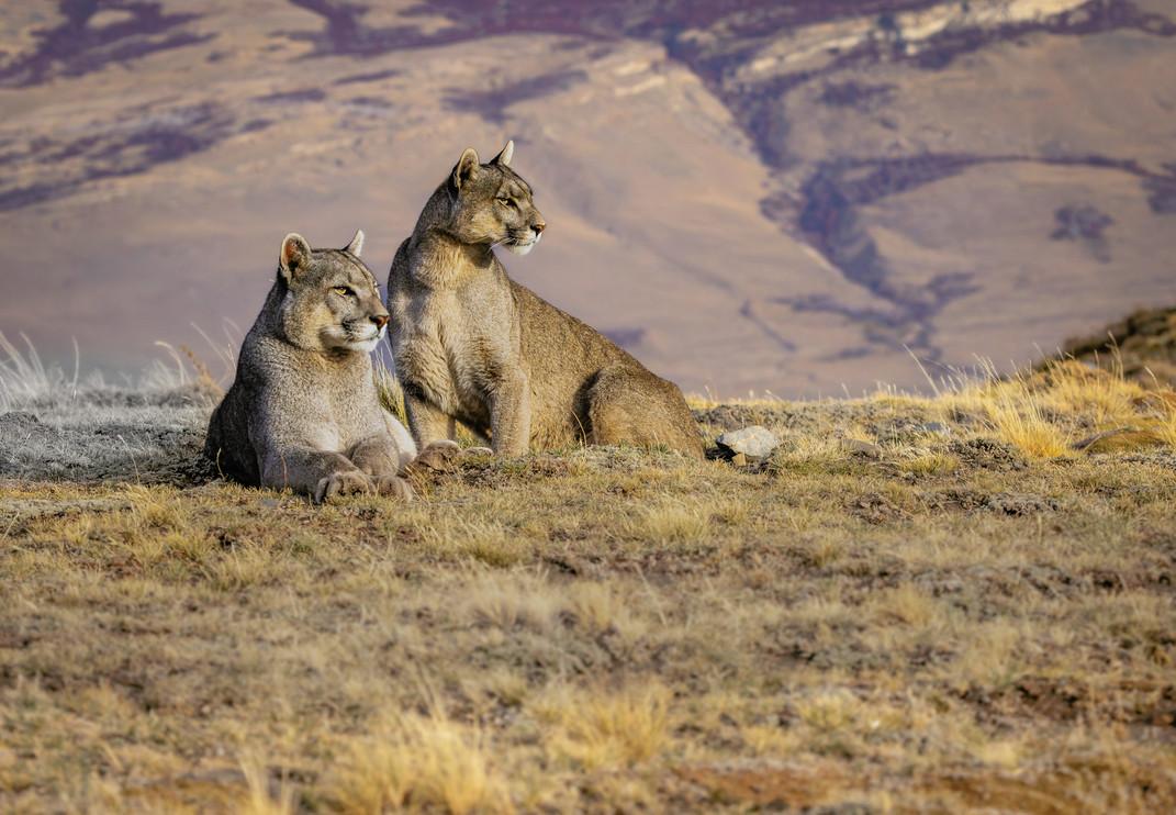 Two pumas in Patagonia, Chile
