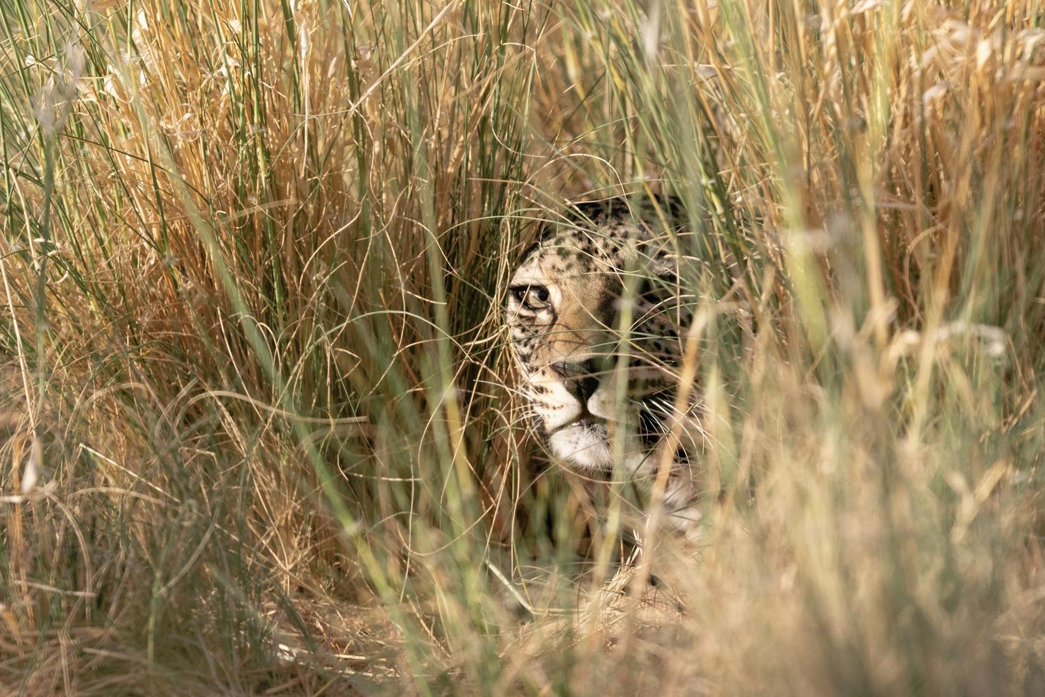 Grégory Breton/Panthera/RCU