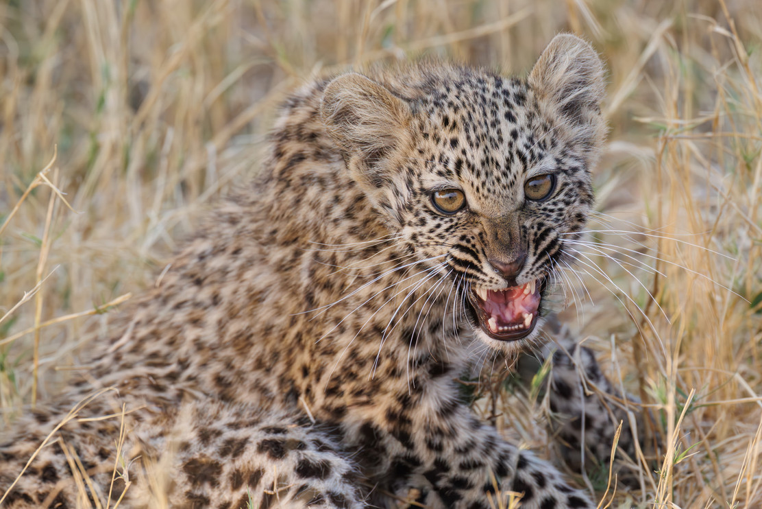 A hissing leopard cub in Botswana, Africa