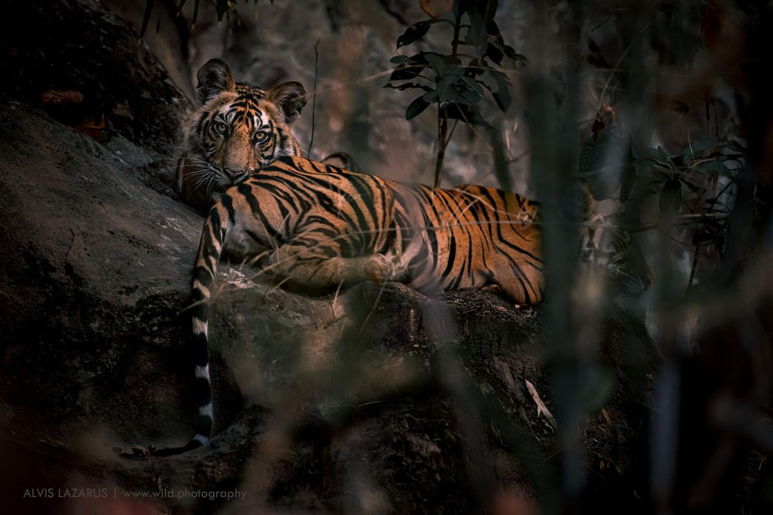 Two tigers sit together. © Alvis Lazarus