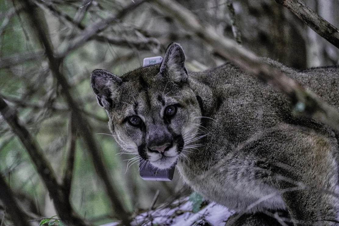 Puma