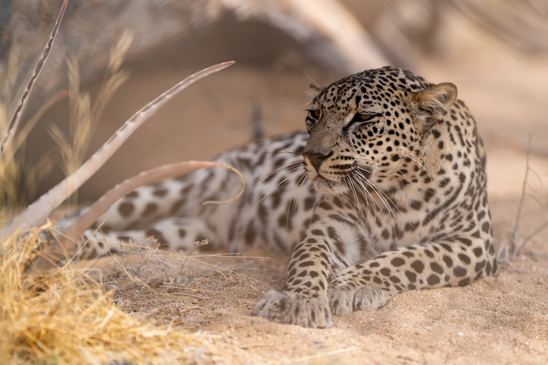 Arabian leopard