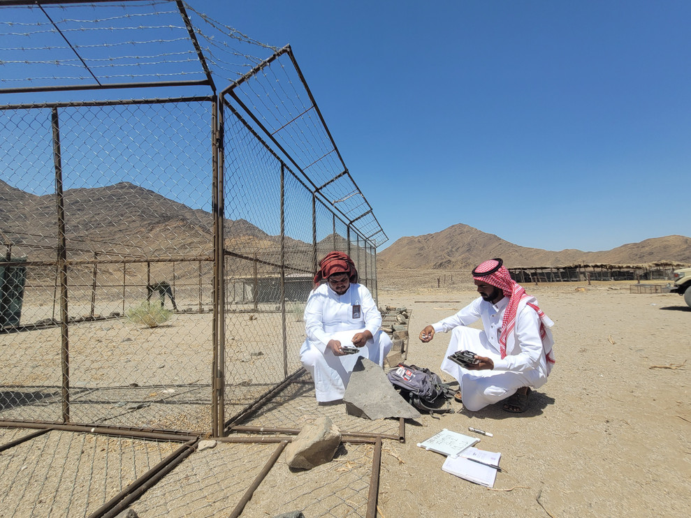 Two people deploy camera traps near a fence in Saudi Arabia