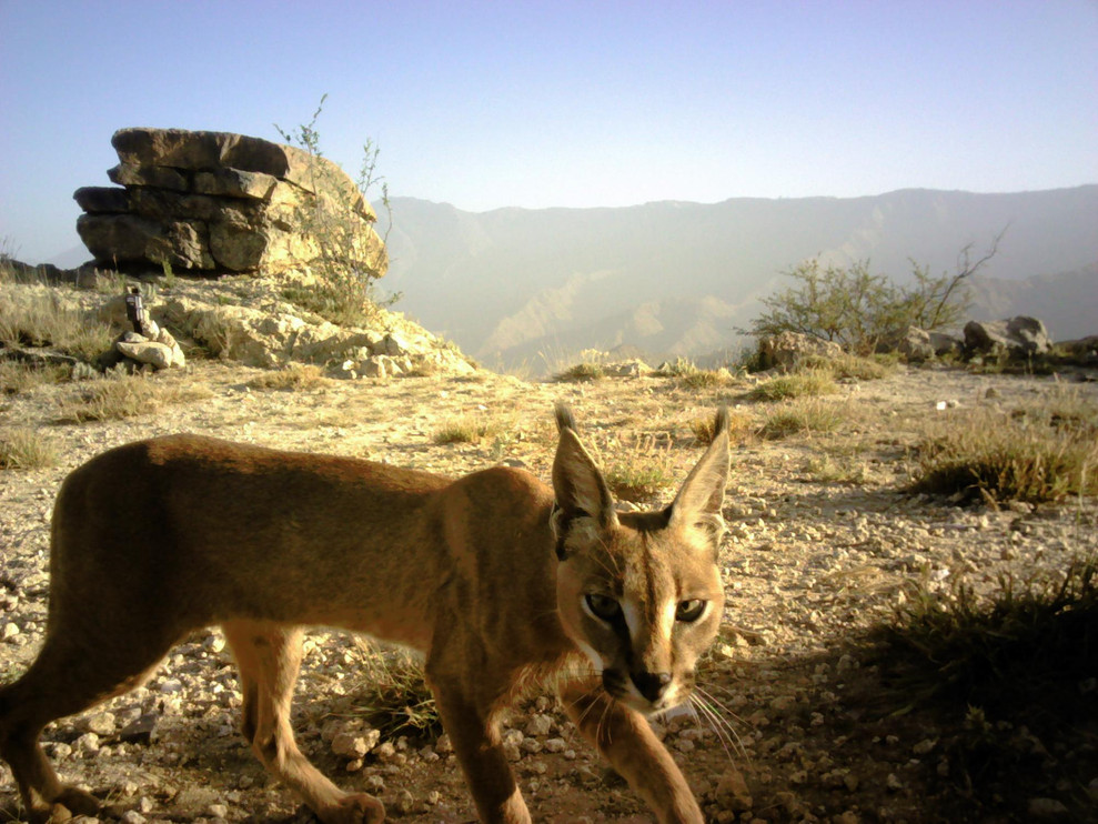 A caracal in Saudi Arabia