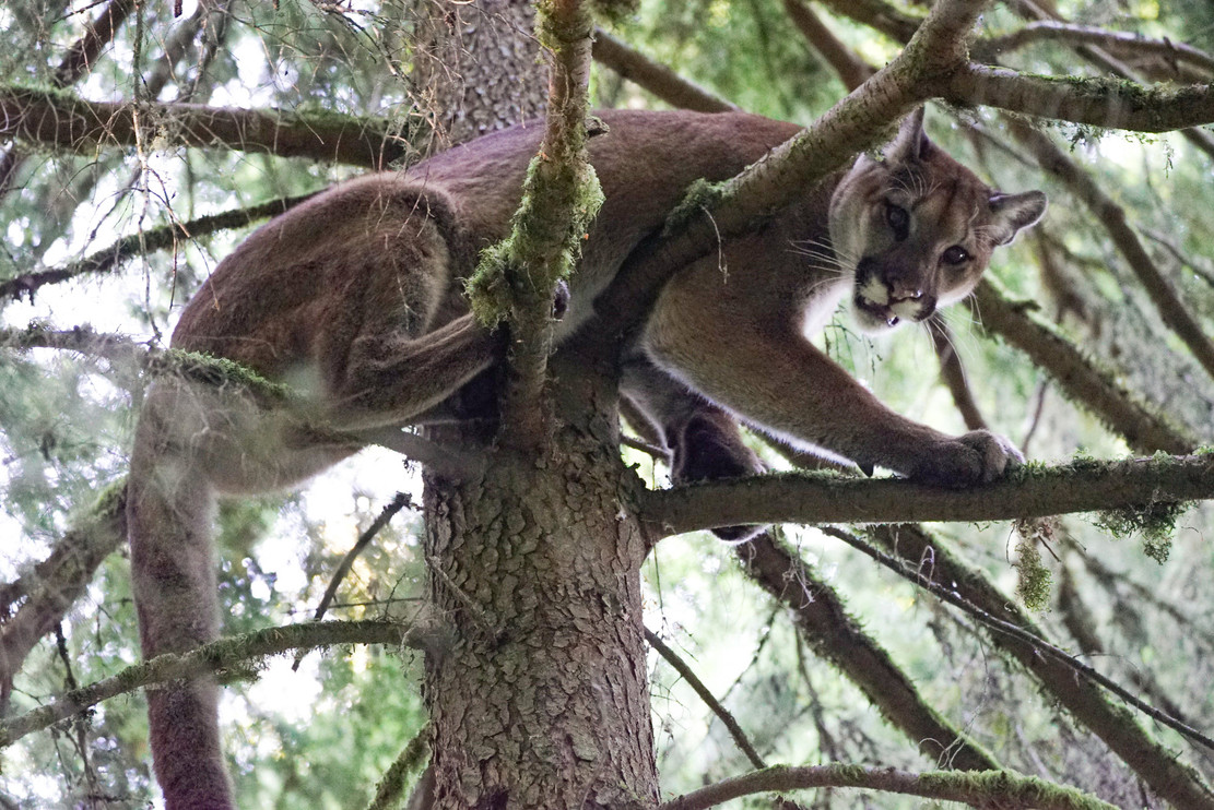 Cougar