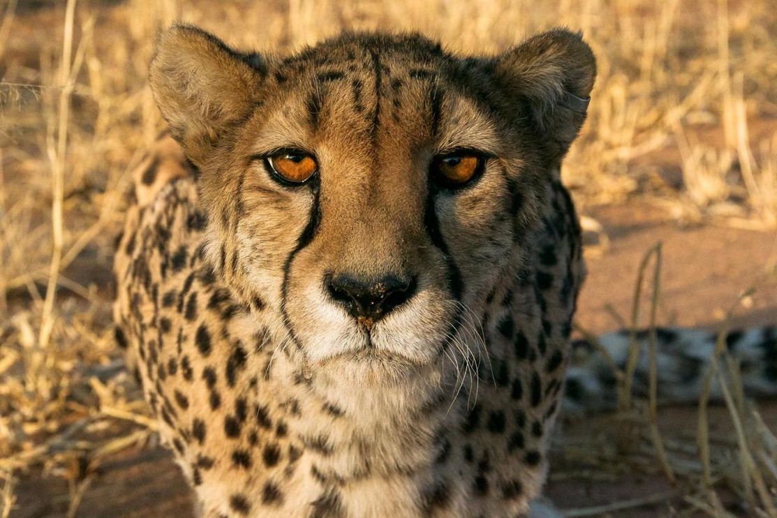 Cheetah 