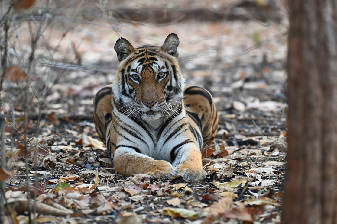A tiger in Asia