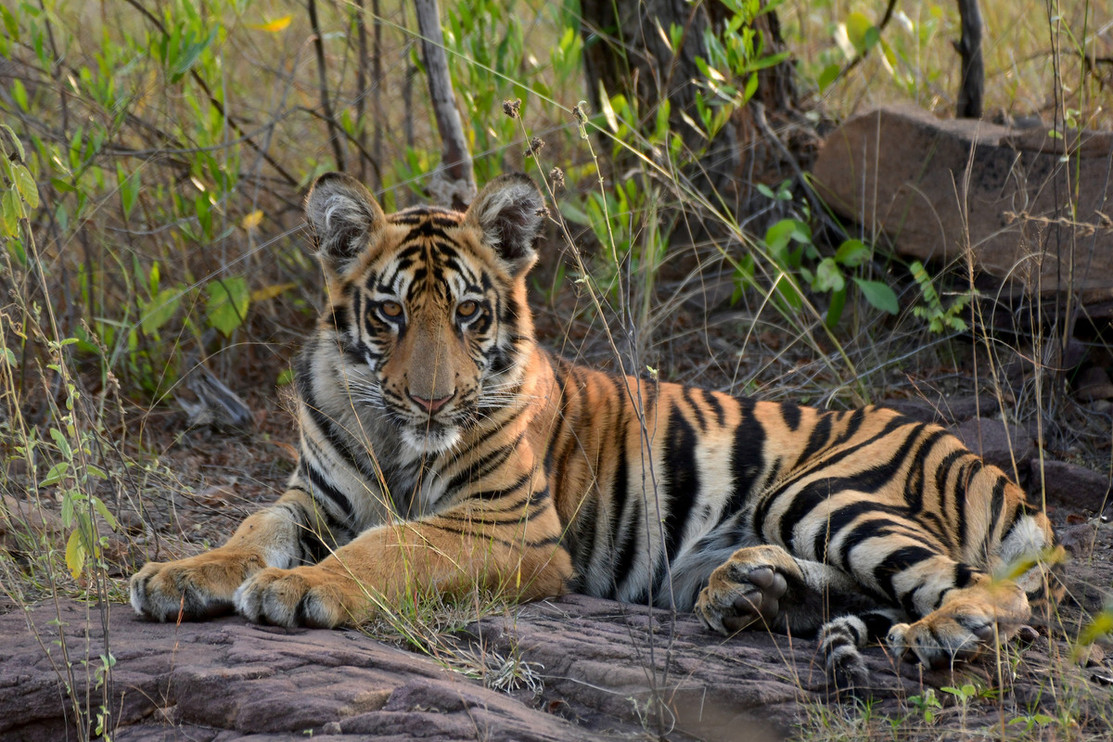 Royal Bengal Tiger, Tadoba Andhari Tiger Reserve, Maharashtra, India