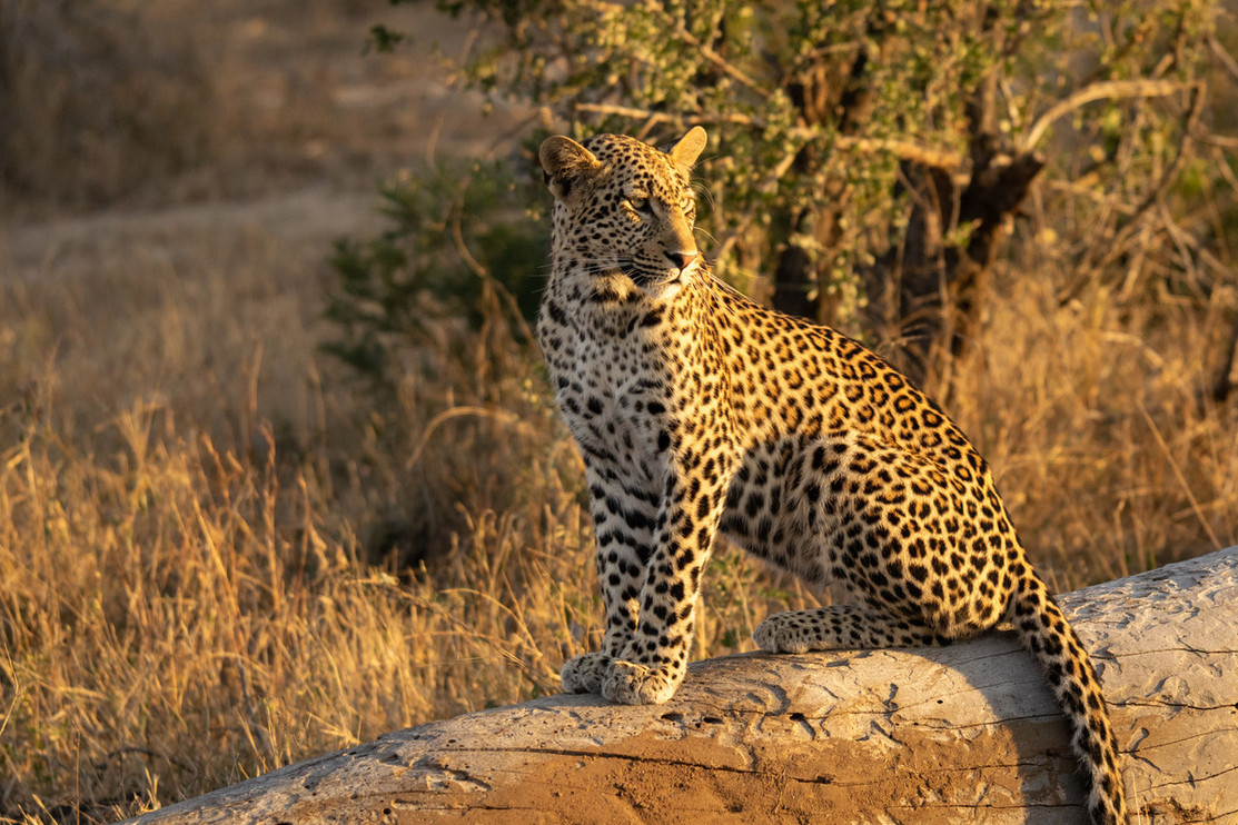 A leopard in Sabi Sands
