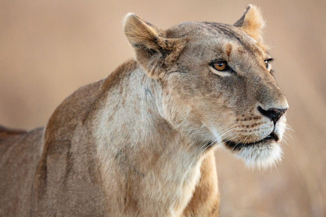 A lioness hunts in the afternoon in the Maasai Mara, Kenya