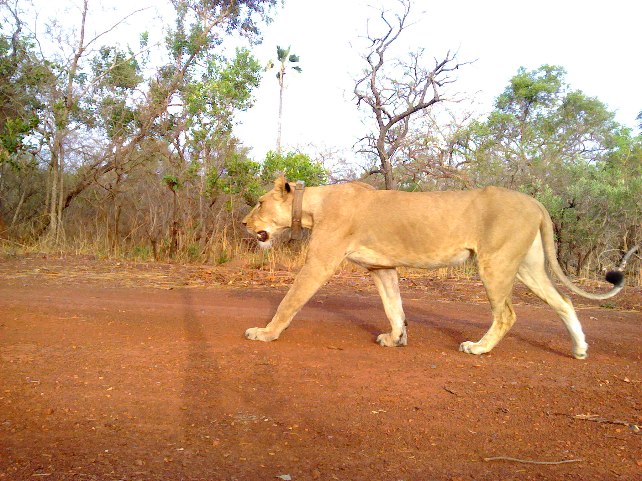 A female collared lion 