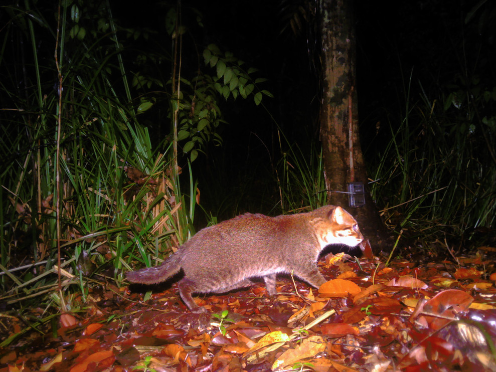 A flat-headed cat photographed by a remote camera in Thailand