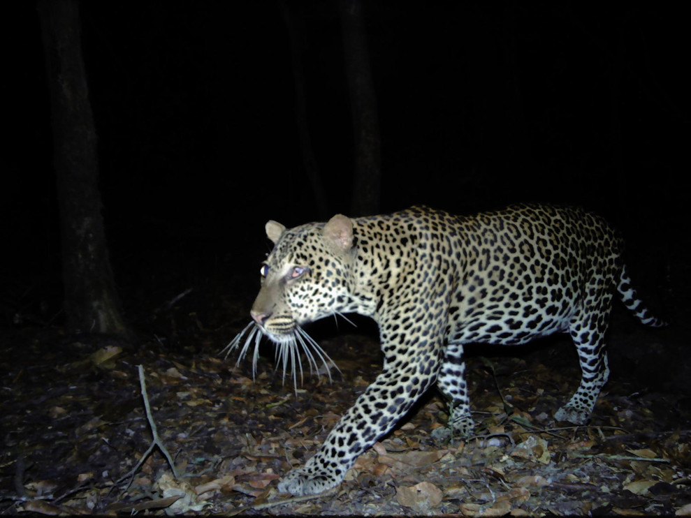 Leopard in Gabon