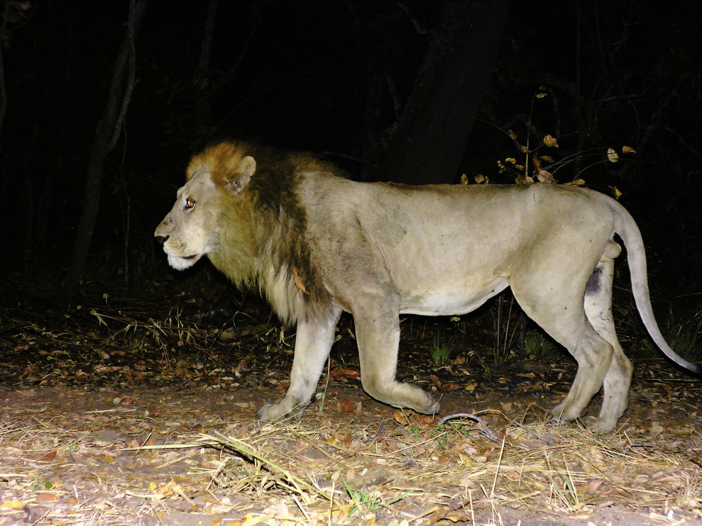 lion remote camera photo
