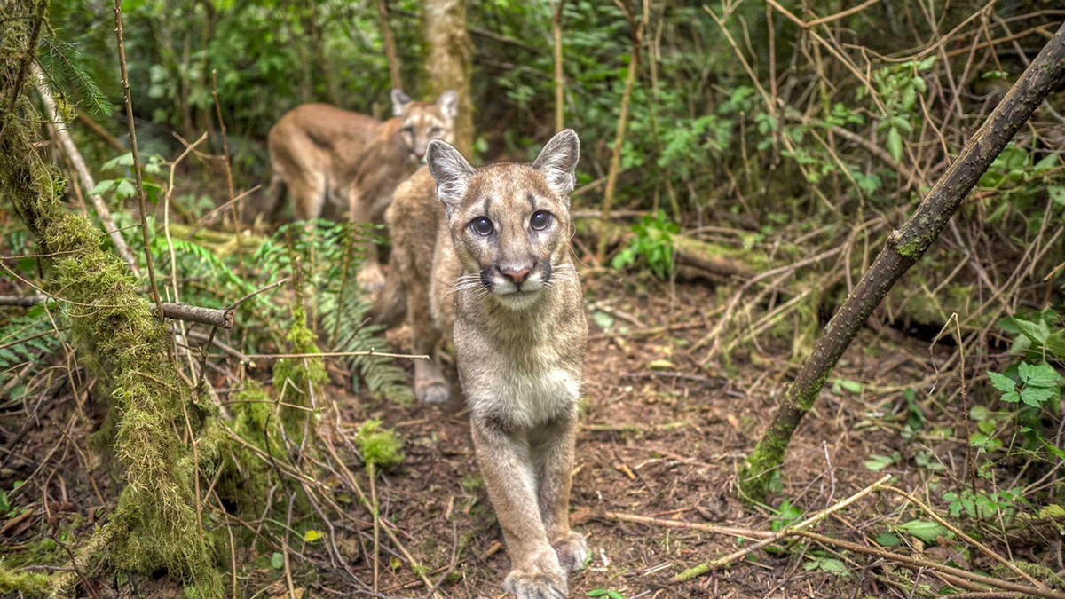 A female puma and her kitten on the Olympic Peninsula