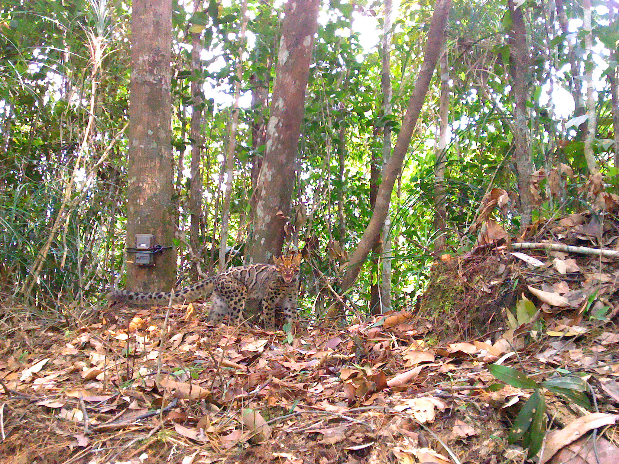 A marbled cat hisses