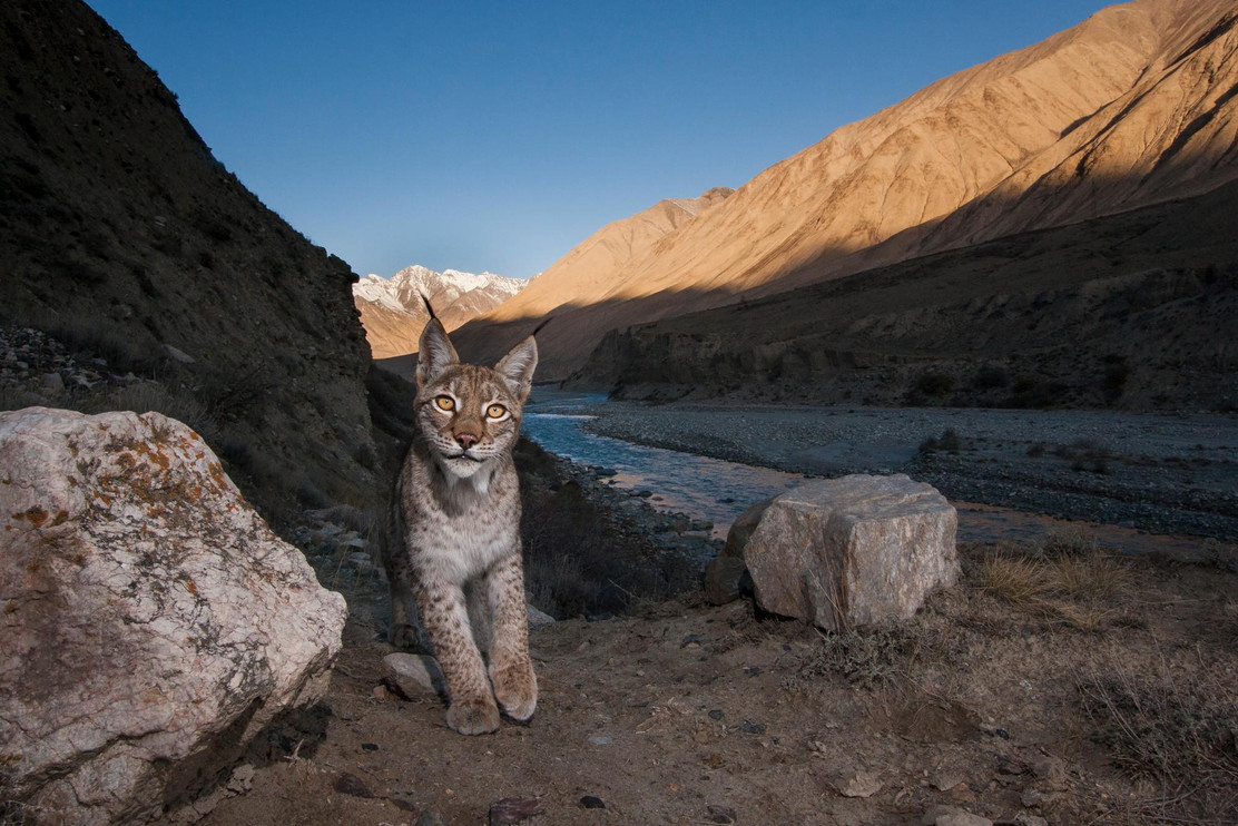 Eurasian lynx in mountain valley