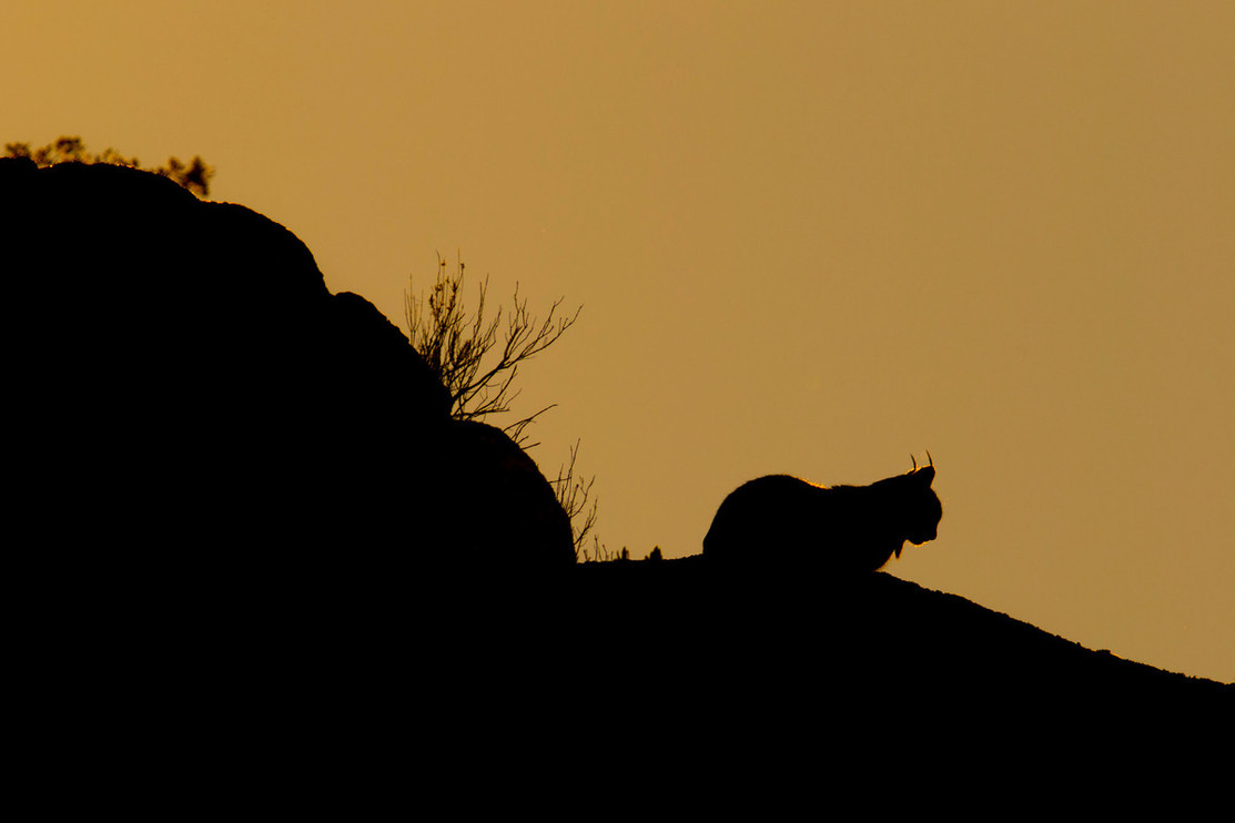 An Iberian lynx at sunset