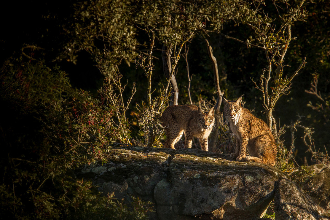 An Iberian lynx and her cub
