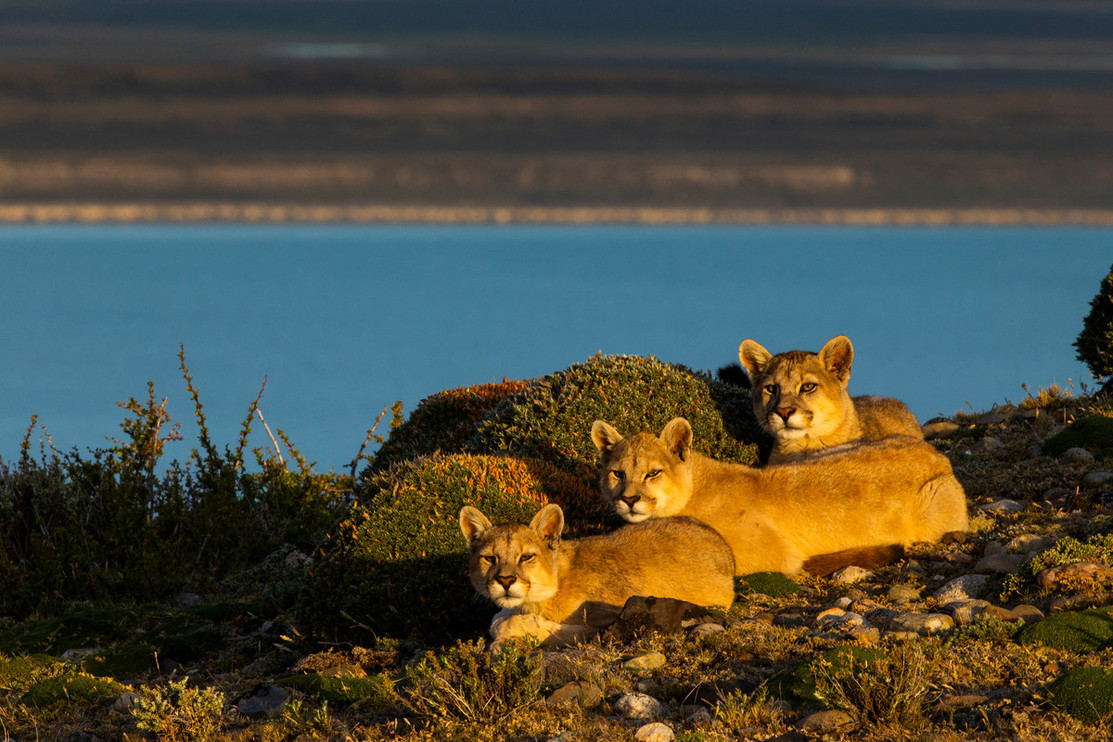 Three puma kittens in Patagonia, Chile