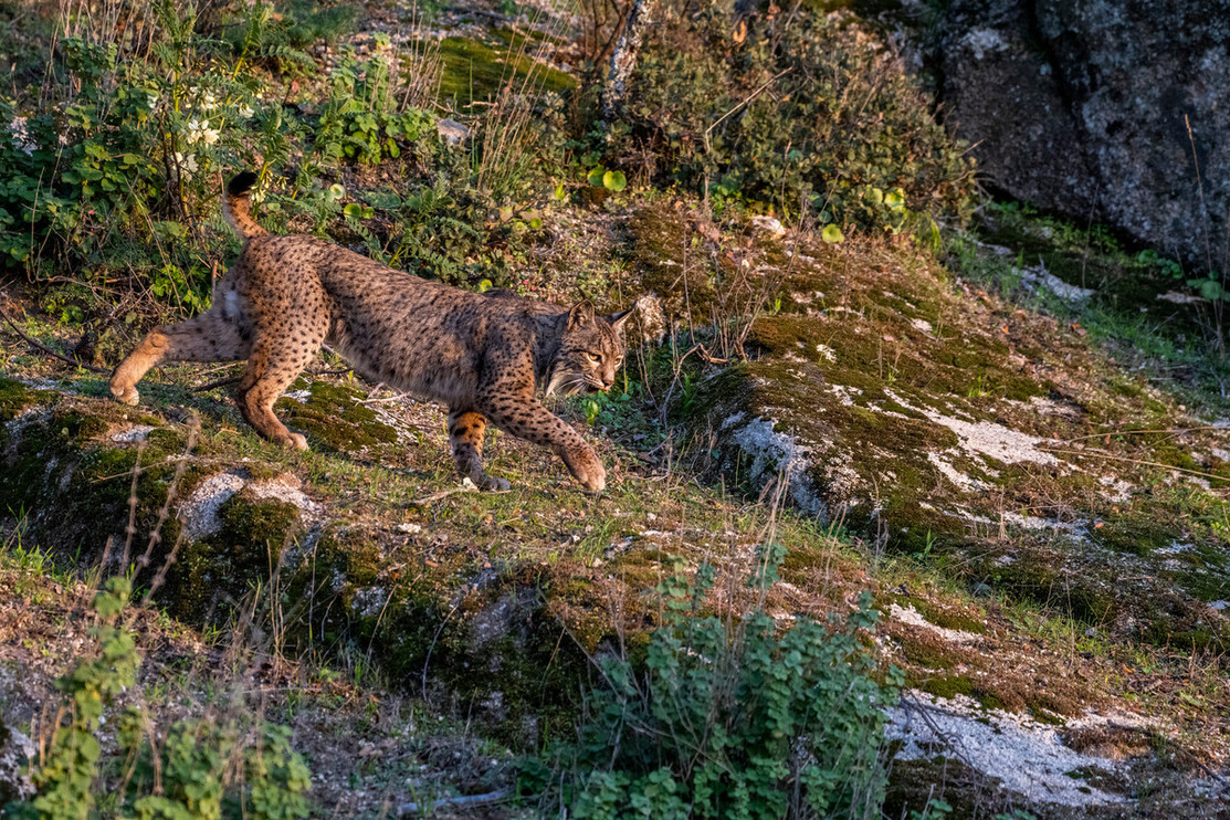 Iberian lynx in Spain