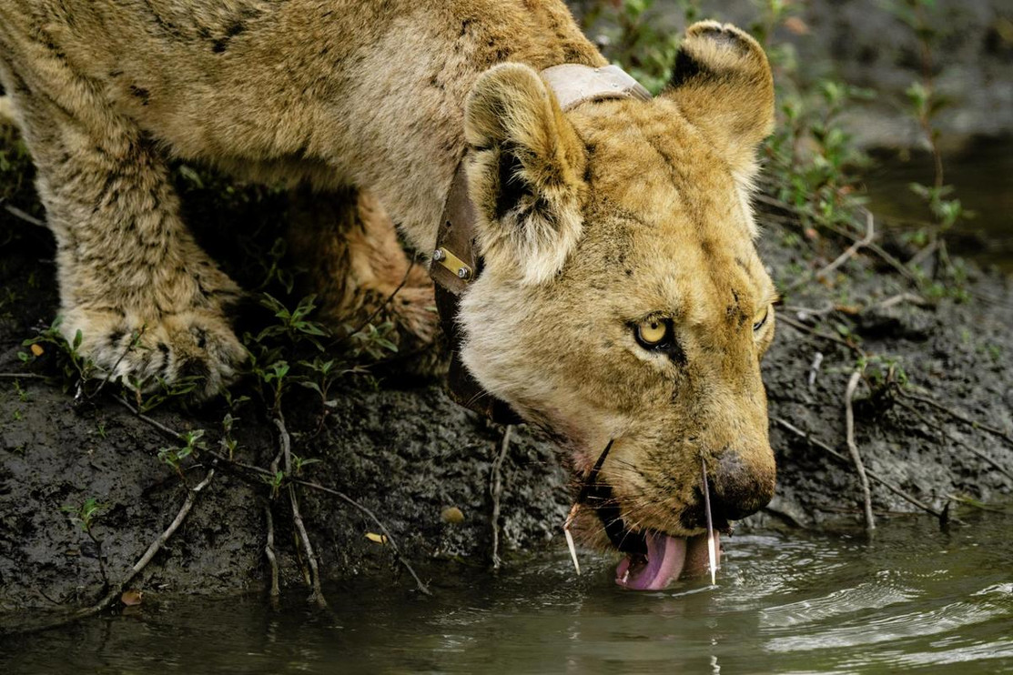 A collared lion named Little Girl drinks from a river with porcupine quills in her muzzle