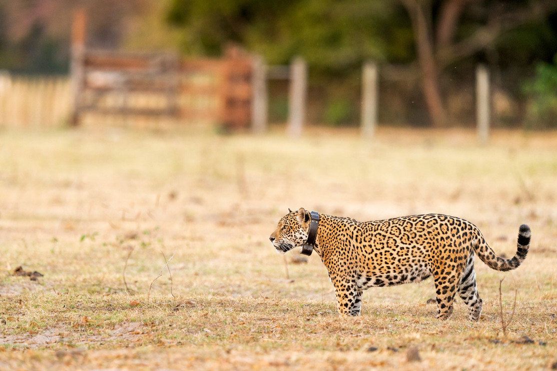 A collared female jaguar on a ranch in Pantanal, Brazil