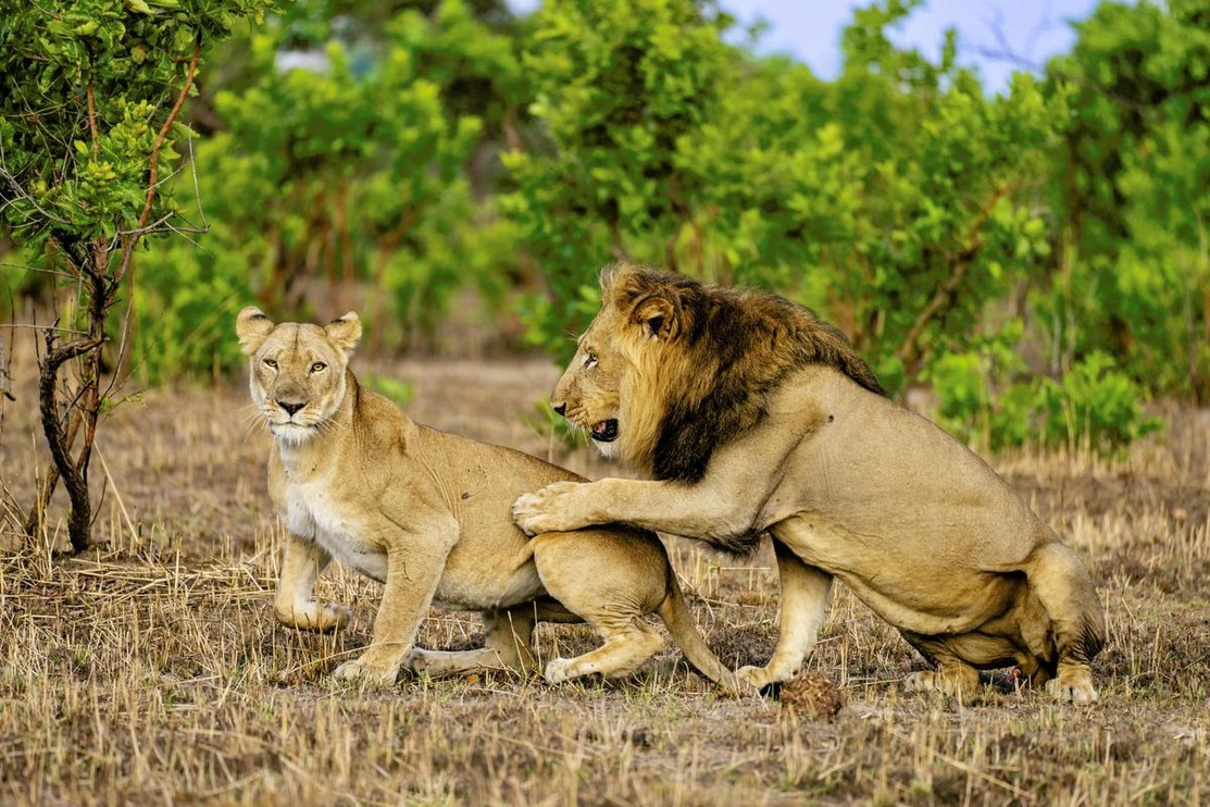 A male lion pawing a female after mating in Zambia