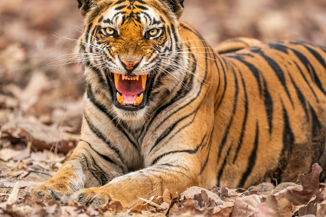A Bengal tiger hisses