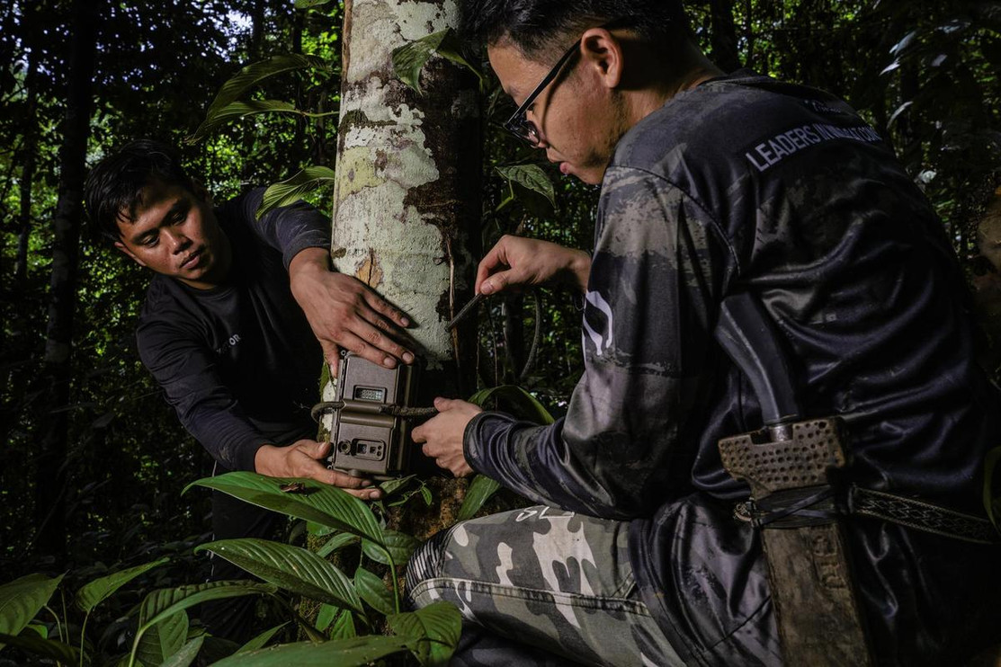 Two biologists set up a camera trap in the Malaysian forest.
