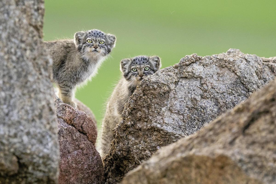 Two Pallas’s cats peer out from behind rocks 