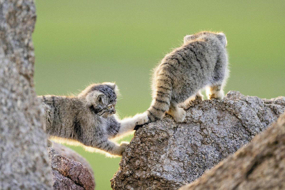 Two Pallas’s cat kittens playing
