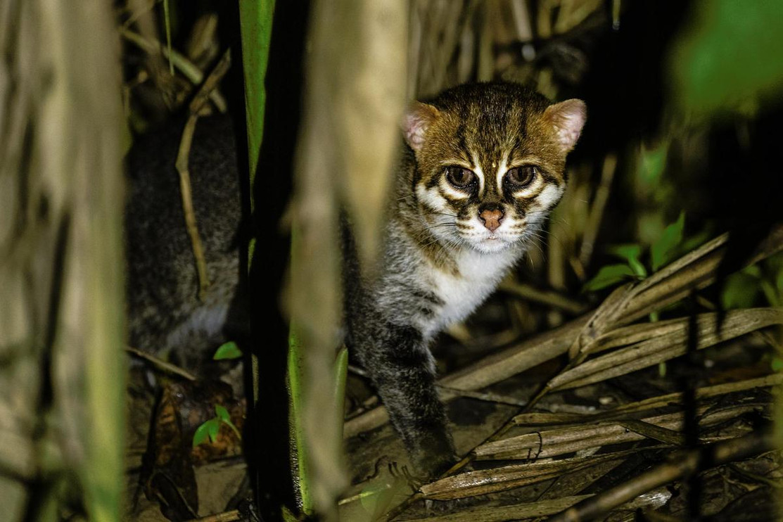 Flat-headed cat ©Sebastian Kennerknecht/Panthera&nbsp;