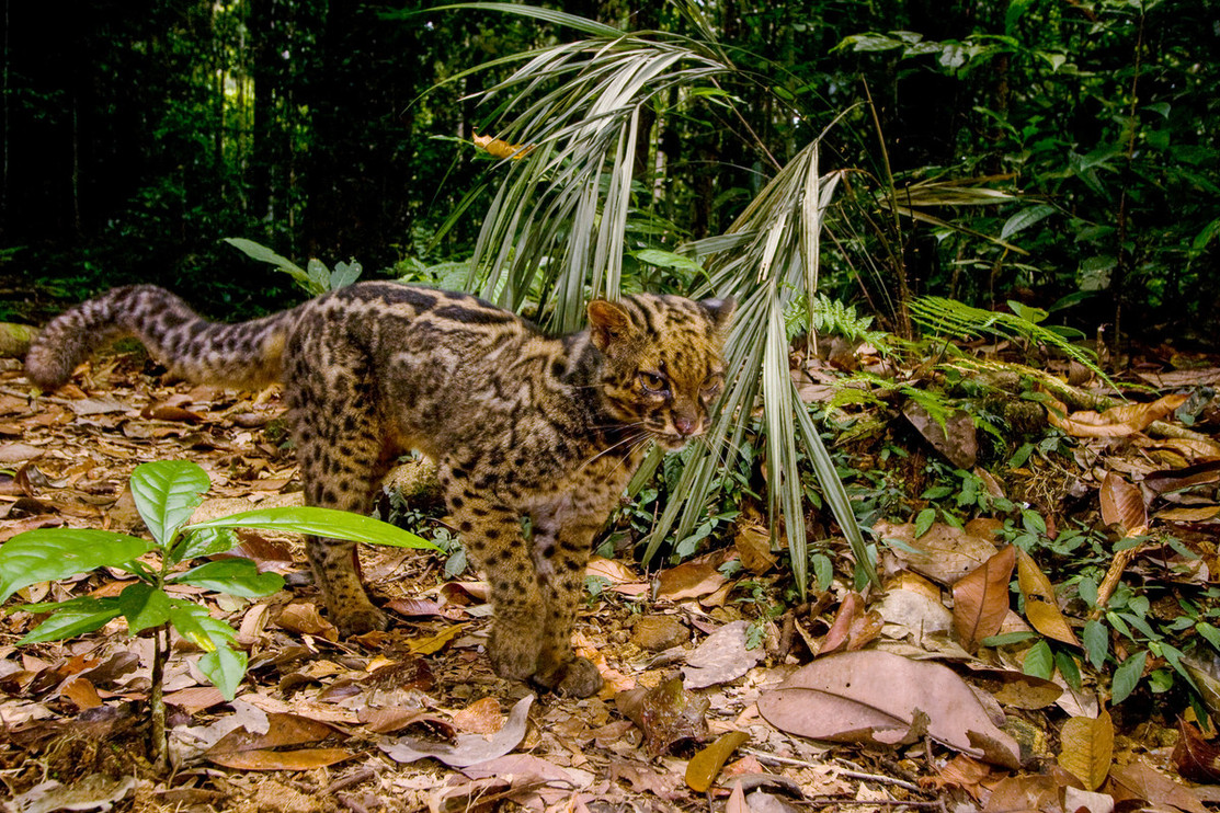 A marbled cat in Sabah, Borneo, Malaysia.