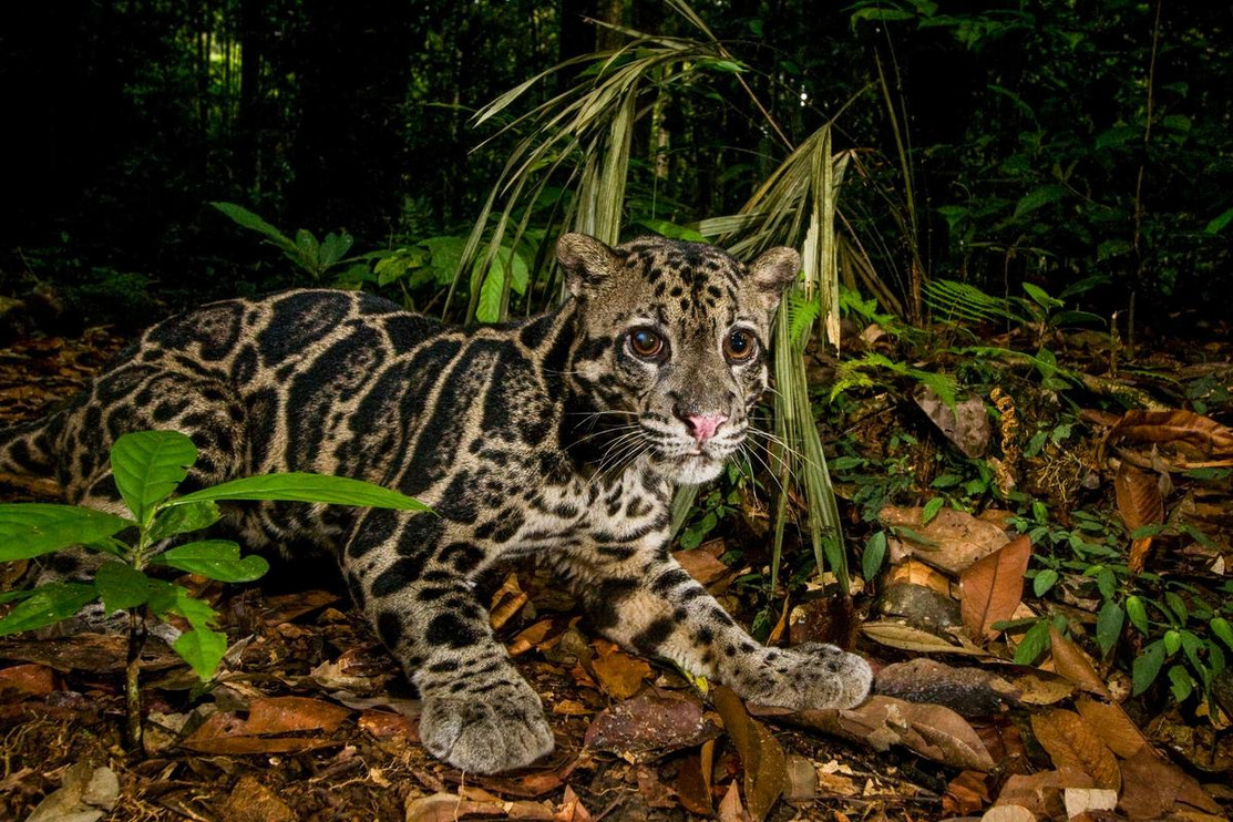 Bornean Clouded Leopard (Neofelis diardi borneensis) male in lowland rainforest at night, Tawau Hills Park, Sabah, Borneo