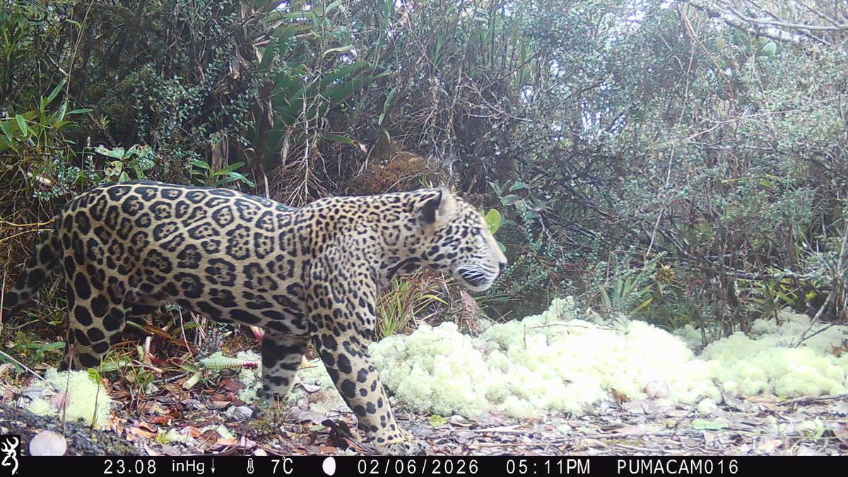 The cloud jaguar photographed in Honduras in early 2026.
