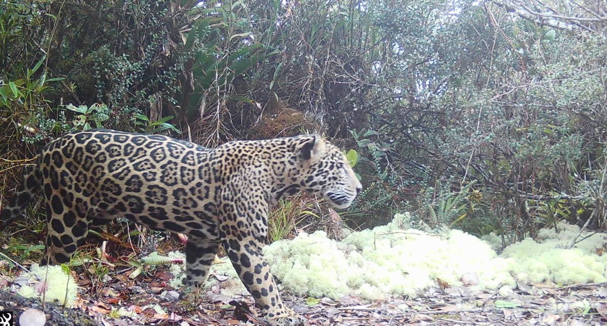 A male "cloud jaguar" in Honduras