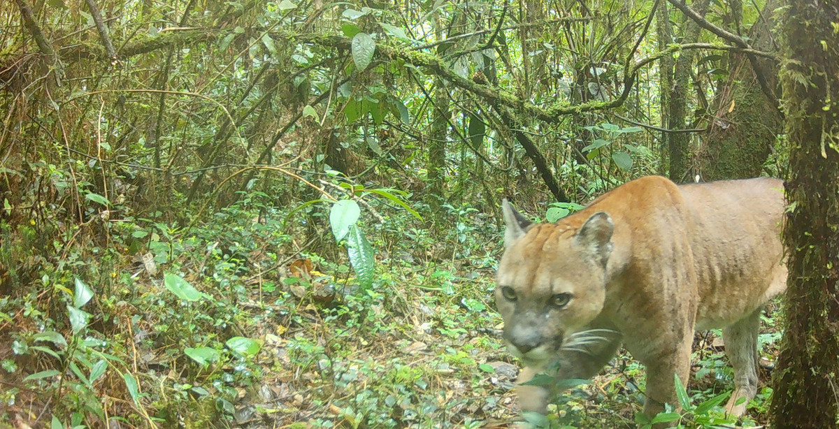 Puma in Guatemala