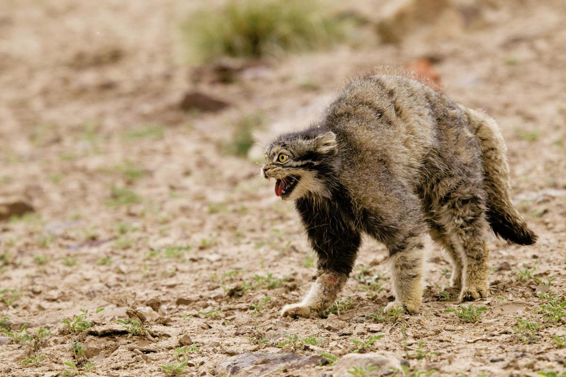 Pallas’s cat in defensive posture