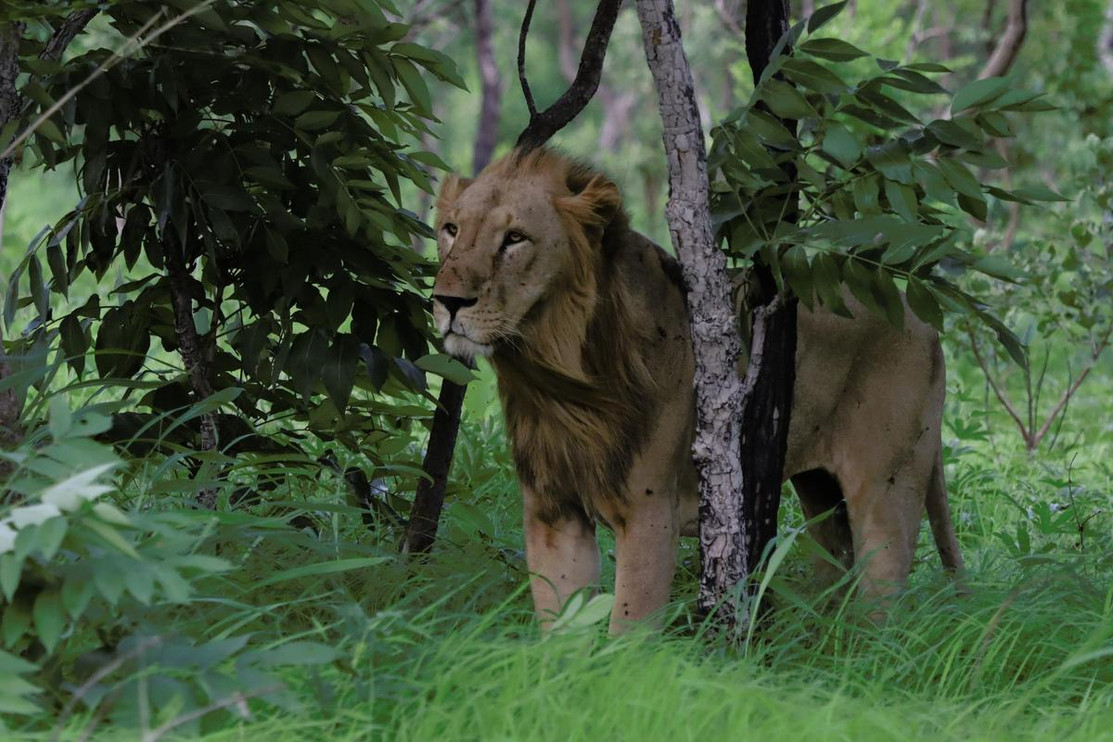 Male West African lion 