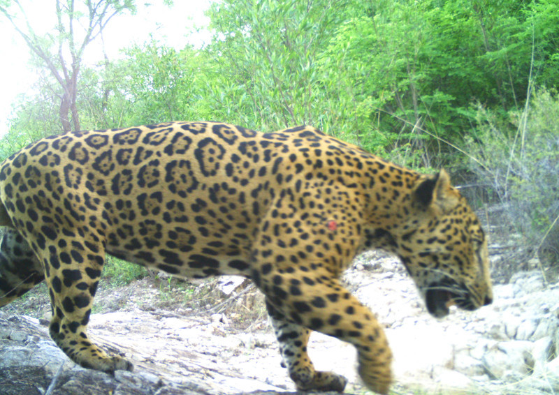 Pac-Man: The jaguar hunted for parts in Mexico