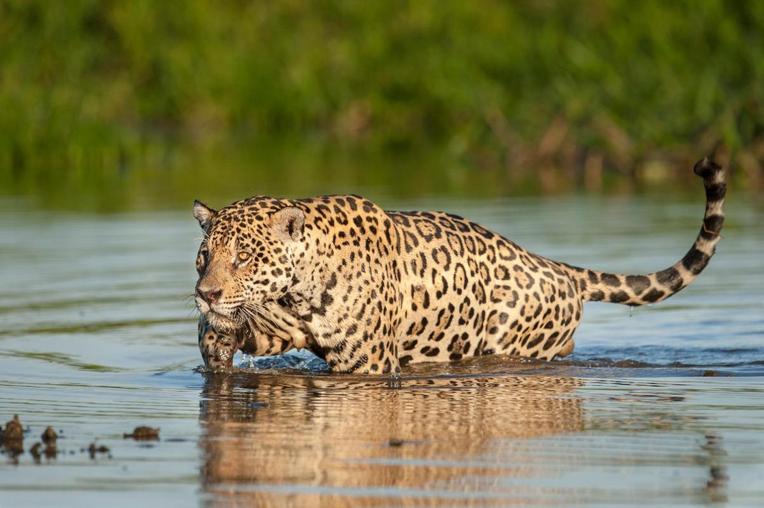 A jaguar stalks prey in a Brazilian river
