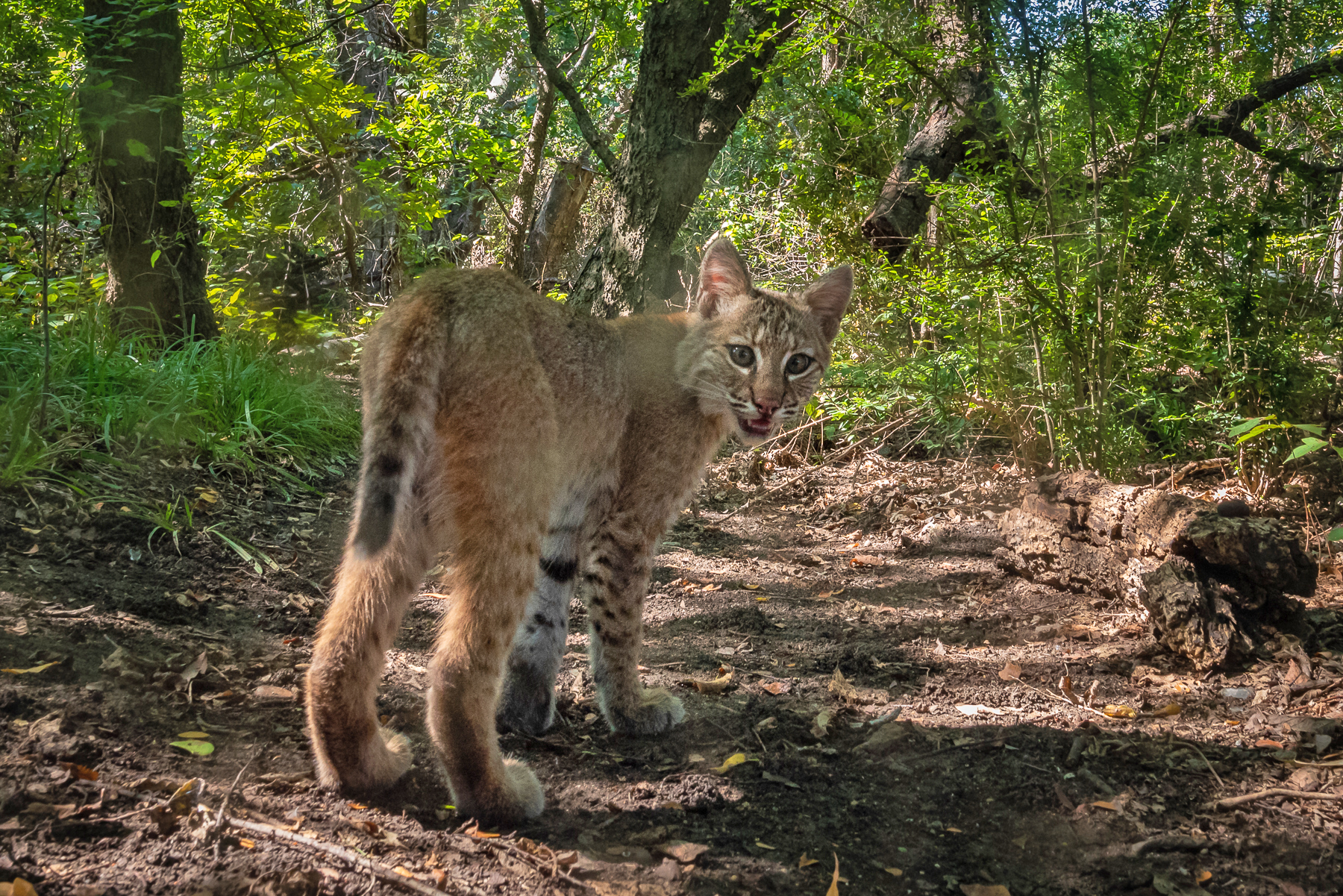 "wild cat looking back"