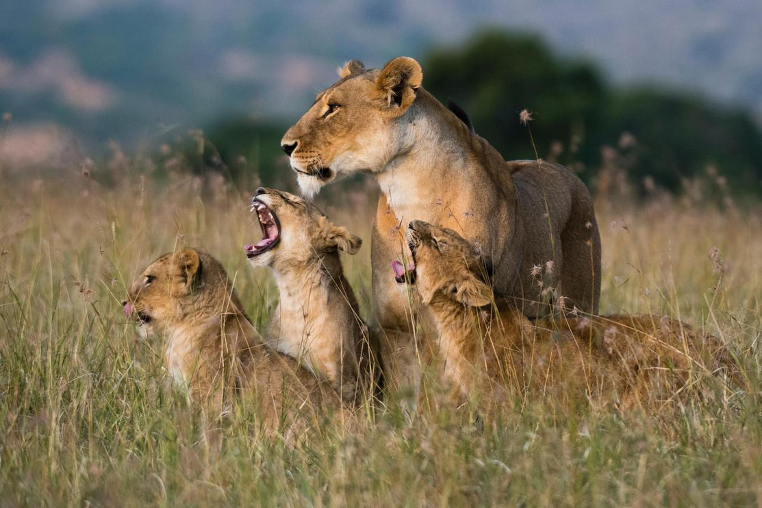 "A lioness greeted by the her cubs upon her return, Masai Mara, Kenya."