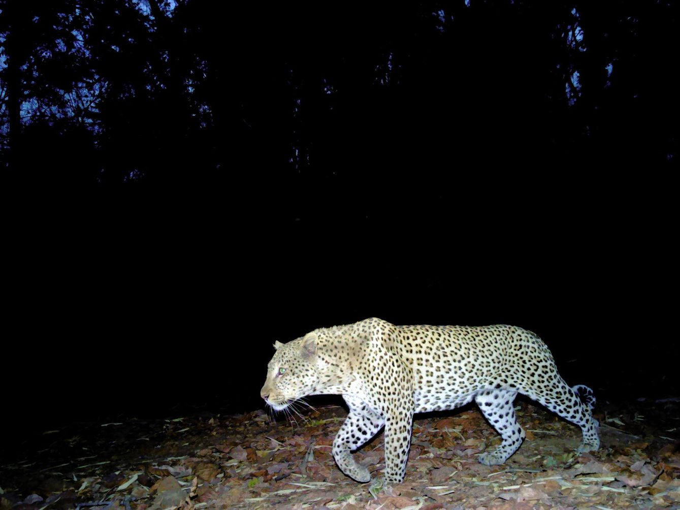 A leopard in Senegal's Niokolo Koba National Park