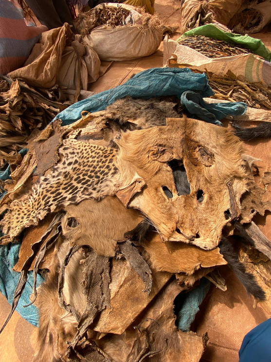 Lion and leopard skins, captured via poaching, at a market in Ghana