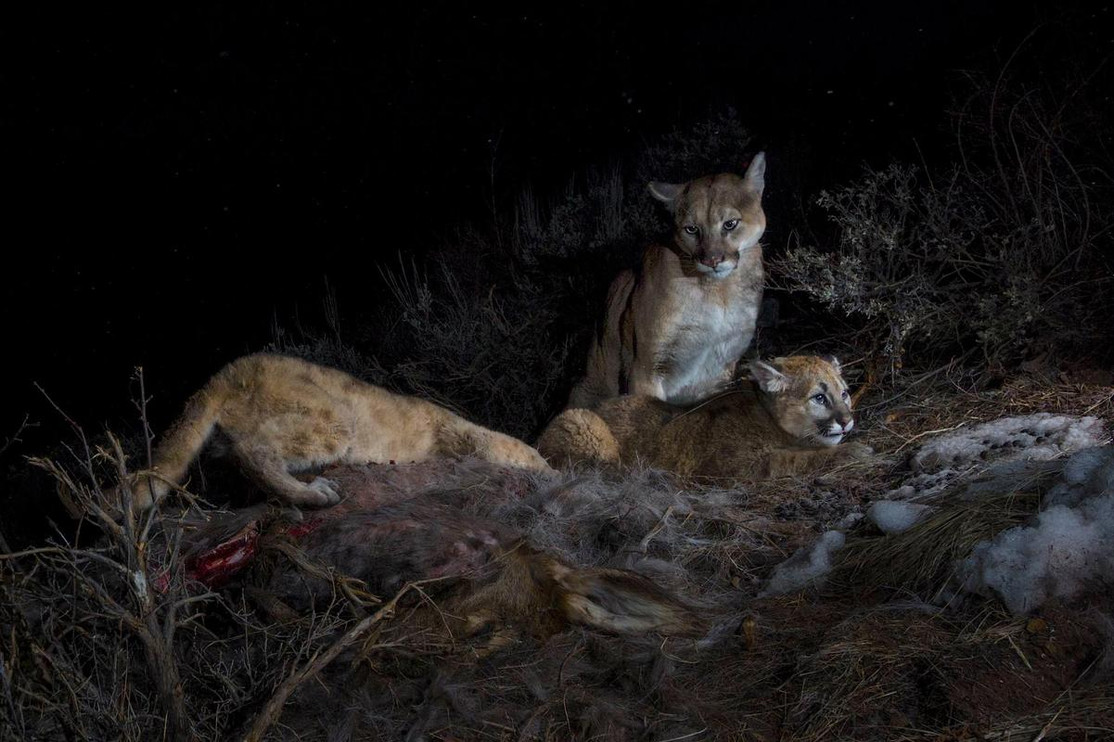 A cougar and her two kittens feed on a deer carcass at night.