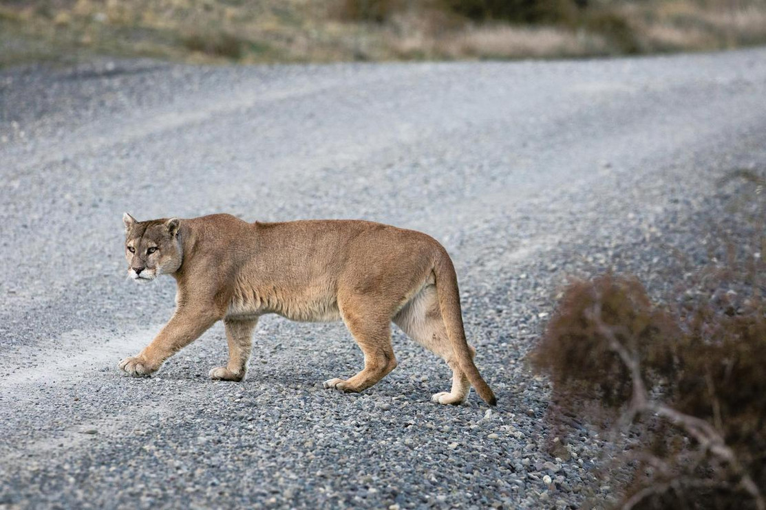 Cougars reduce deer-vehicle collisions by changing where deer go and when. 